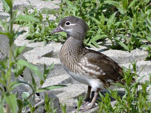 Antis, Paukštis, Vanduo, Gamta, Laukinė Gamta, Fauna, Laukiniai, Snapas, Tvenkinys, Sparnai, Plunksna, Parkas, Plaukti, Natūralus, Gyvenimas, Mandarinų Antis, Maudytis, Moteris, Mandarinas, Ruda, Plunksnos, Gyvūnas, Nyderlandai, Europa