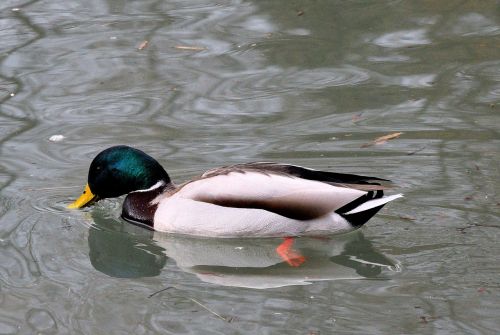 Antis, Tvenkinys, Spalvinga, Vandens Paukštis