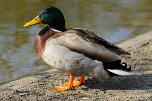 Antis, Vanduo, Vandens Paukštis, Gyvūnas, Vandenys, Ančių Paukštis, Bankas, Miesto Parkas, Gyvūnų Pasaulis, Ežeras, Naminiai Paukščiai, Stadtpark Vienna, Vienna