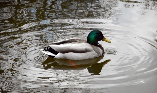 Antis, Kryžiažodis, Laukiniai Paukščiai