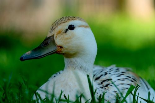 Antis, Balta, Gyvūnas, Vanduo, Vandens Paukštis, Pieva, Sėdėti, Poilsis, Paukštis, Plumėjimas, Taikus, Naminiai Paukščiai, Ančių Paukštis, Gamta, Meletas, Sąskaitą, Galva, Balta Antis, Gyvūnų Pasaulis, Makro, Elegantiškas, Laukinės Gamtos Fotografija, Laukinis Paukštis, Ančių Galva, Uždaryti, Plunksna, Veidas, Gražus, Baltos Plunksnos, Gyvūnų Portretas, Portretas, Grakštus, Vaizdas, Dėmesio, Brangioji, Patikimas