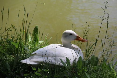 Antis, Balta, Vandens Paukštis, Ežeras