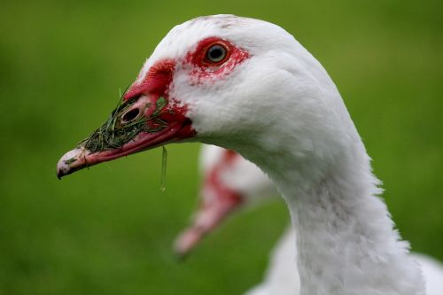 Antis, Balta, Šakutė Raudona, Bio, Žolė, Pieva