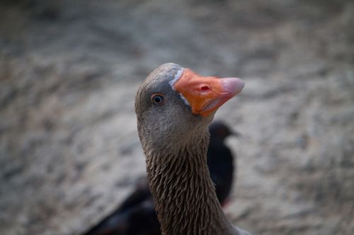 Antis, Gamta, Parkas, Paukščiai, Gyvūnai, Vandens Paukščiai, Gyvūnas, Tvenkinys, Ančių Ežeras, Laukiniai Antis, Plunksnos, Meletas, Upė, Plaukti, Balta, Ežeras, Laukas, Fauna