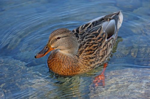 Antis, Gamta, Ežeras, Vandens Paukščiai, Laukinės Gamtos Fotografija, Gyvūnų Pasaulis, Walchensee