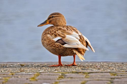 Antis, Meletas, Moteris, Motinos Antis, Višta, Paukštis, Vandens Paukščiai, Vandens Paukštis, Anatidae, Gyvūnas, Laukinė Gamta, Stovintis, Sąskaitą, Plumėjimas, Ruda, Plėvėtos Pėdos