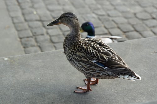 Antis,  Vanduo Paukštis,  Paukštis,  Gyvūnas,  Mallard,  Moteris