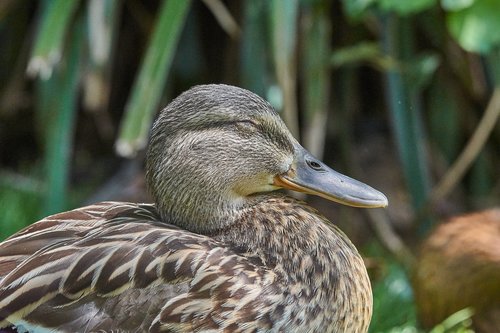 Antis,  Moteris,  Vanduo Paukštis,  Paukštis,  Mallard,  Bill,  Gyvūnas,  Gamta