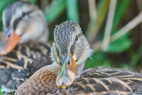 Antis,  Moteris,  Vanduo Paukštis,  Paukštis,  Mallard,  Bill,  Gyvūnas,  Gamta