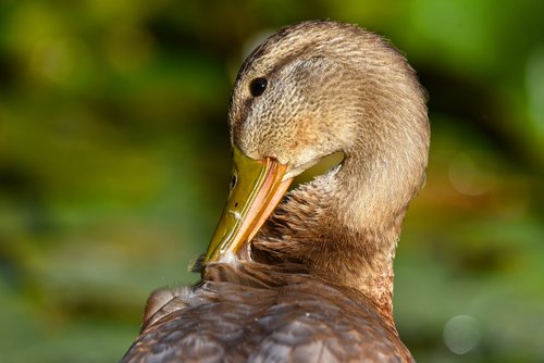 Antis,  Mallard,  Vandens Paukščių,  Paukštis,  Gyvūnas,  Moteris,  Galva,  Bill,  Akių,  Plunksnos,  Plunksnų Priežiūros