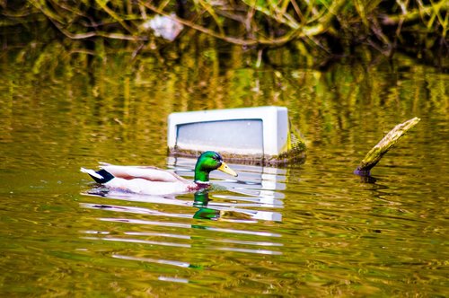 Antis,  Vandens,  Tv,  Plaukimo,  Šiukšlių,  Gamta