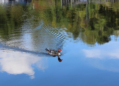 Antis, Paukštis, Gamta, Laukiniai, Laukinė Gamta, Vanduo, Atspindys, Muskusinė Antis