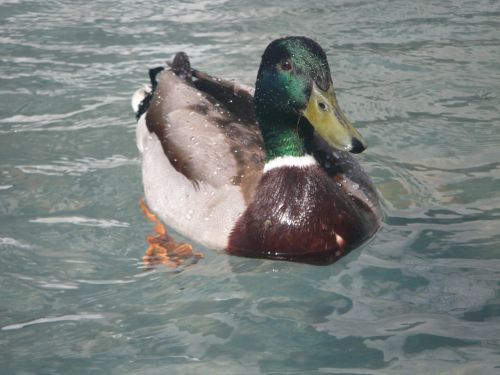 Antis, Schwimmvogel, Vandens Paukštis, Gyvūnas, Paukštis