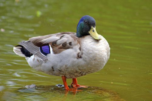 Antis, Vandens Paukštis, Paukštis, Vanduo, Gyvūnų Pasaulis