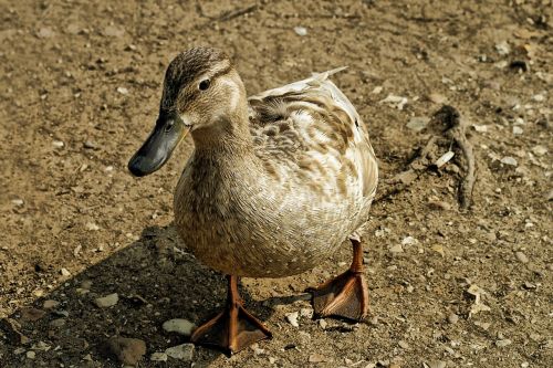 Antis, Antis, Vandens Paukštis, Paukštis, Skristi, Sparnai, Plunksna, Laukinė Gamta, Snapas, Laukiniai, Laisvė, Lauke, Paukštis, Didingas, Padaras, Dykuma, Gamta, Žinduolis, Stuburas, Gyvūnas