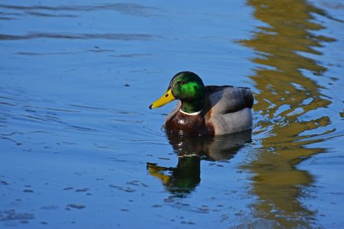 Antis, Meletas, Vandens Paukštis, Paukštis, Drake, Gamta, Vanduo, Gyvūnų Pasaulis, Plunksna, Plumėjimas, Sąskaitą, Ežeras, Tvenkinys, Vandenys, Plaukti, Laukinės Gamtos Fotografija, Entenmaennchen, Naminiai Paukščiai, Vyrai, Croaking