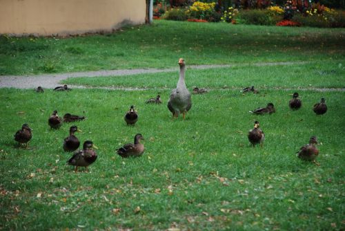 Antis, Žąsis, Naminiai Paukščiai, Ančių Paukštis, Vandens Paukštis, Plumėjimas, Žirniai