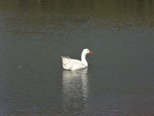 Antis, Ežeras, Palermo Giraites, Vandens Paukščiai, Balta Paukštis