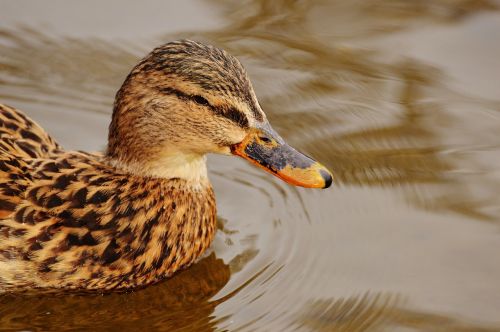 Antis, Vandens Paukštis, Naminiai Paukščiai, Plumėjimas, Vanduo, Plunksna, Paukštis, Gyvūnas, Gyvūnų Pasaulis, Sąskaitą, Laukinės Gamtos Fotografija, Paukščiai, Gražus