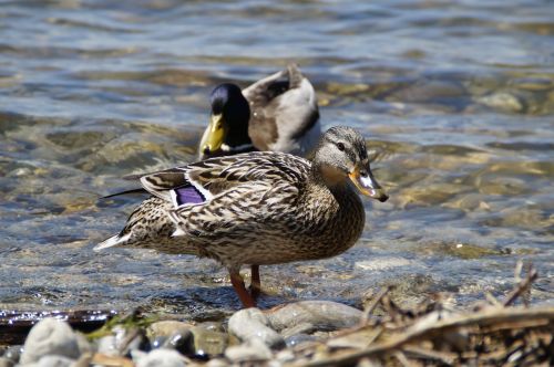 Antis, Meletai, Paukščiai, Ančių Paukštis, Vandens Paukštis, Vandens Gyvūnai, Gyvūnas, Plaukti, Ežeras, Tvenkinys, Vanduo, Gyvūnų Pasaulis, Gamta, Naminiai Paukščiai, Moteris, Moteris, Plunksna, Plumėjimas, Plaukimo Antis, Vandenys, Ežeras, Pora, Pora, Bendravimas