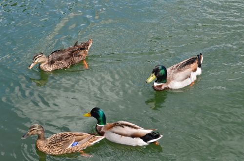 Antis, Meletas, Vanduo, Maudytis, Plaukiojantieji, Paukščiai, Pelaginė Antis, Laukinė Gamta, Pionierių Parkas, Gamta, Laukiniai, Vandens Paukščiai, Tvenkinys