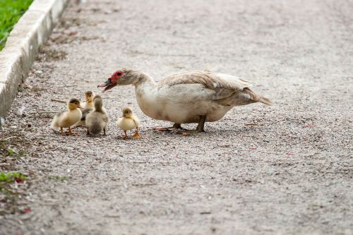 Antis, Mama, Ančiukas, Paukštis, Skristi, Sparnai, Plunksna, Laukinė Gamta, Snapas, Laukiniai, Laisvė, Lauke, Paukštis, Didingas, Padaras, Dykuma, Gamta, Žinduolis, Stuburas, Gyvūnas