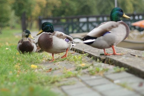 Antis, Paukščiai, Gamta, Laukinė Gamta, Natūralus