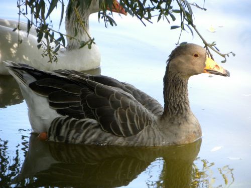 Antis, Paukščiai, Vandens Paukščiai, Ežerai, Tvenkiniai, Vanduo, Apmąstymai, Atspindinti, Paviršiai, Natiurmortas, Maudytis, Medžiai, Filialai, Gamta, Flora, Fauna, Balta, Juoda, Plunksnos, Plumėjimas, Laukinė Gamta