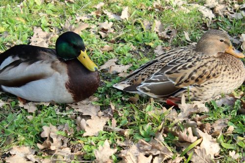 Antis, Gyvūnai, Paukštis, Vandens Paukštis, Gamta, Naminiai Paukščiai, Sąskaitą, Croaking, Moteris