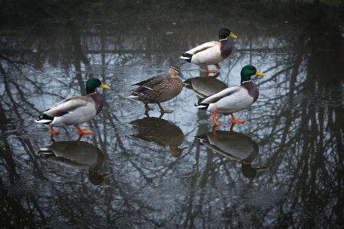 Antis, Meletai, Laukinė Gamta, Gyvūnas, Paukštis, Vandens Paukštis, Ežeras, Tvenkinys, Vanduo, Atspindys, Flock, Gamta, Laukiniai, Plunksna, Vaikščioti, Ornitologija