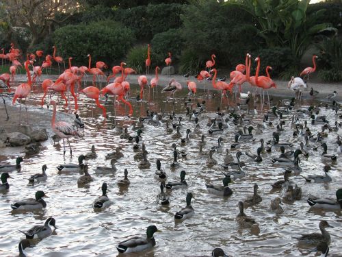 Antis, Tvenkinys, Flamingo, Mažesnis, Parkas, Vandens Paukščiai, Laukinė Gamta, Maudytis, Meletas, Paukštis, Pintail