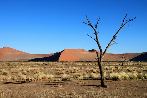 Kopos, Stepė, Medis, Dykuma, Sausas, Namibija, Afrika, Dangus