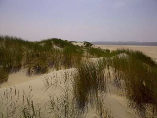 Kopos, Šiaurės Jūra, Denmark, Papludimys, Jūra