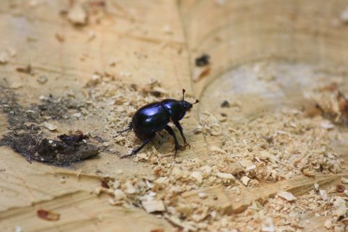 Mešlavabalis, Fauna, Vabzdys