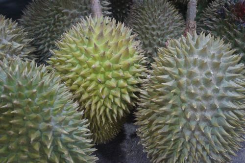 Durian Vaisiai, Vaisių Karalius, Atogrąžų, Skanus, Kietas Vaisius, Malaizija