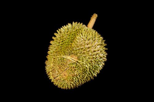 Durian Vaisiai, Vaisių Karalius, Kietas Vaisius, Atogrąžų, Skanus, Visas Vaisius, Malaizija