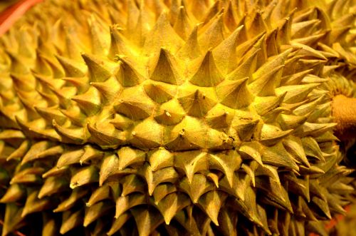 Durian,  Vaisiai,  Egzotiškas,  Atogrąžų,  Erškėčių,  Erškėtis,  Lukštas,  Asian,  Durian Vaisius