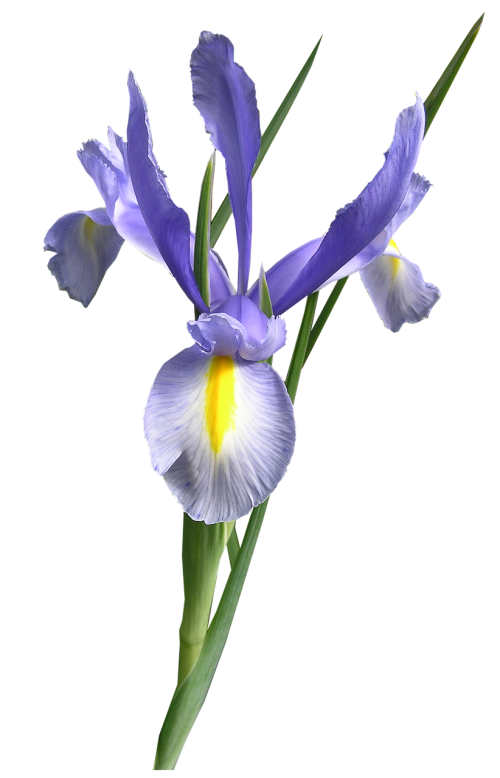 Olandų Iris, Mėlynas, Gėlė Iškirpti