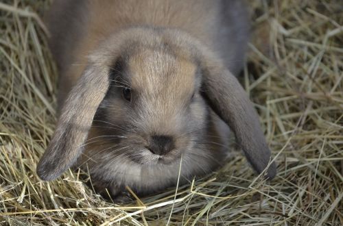 Dwarf Hare, Ruda, Floppy Auskaras, Maistas