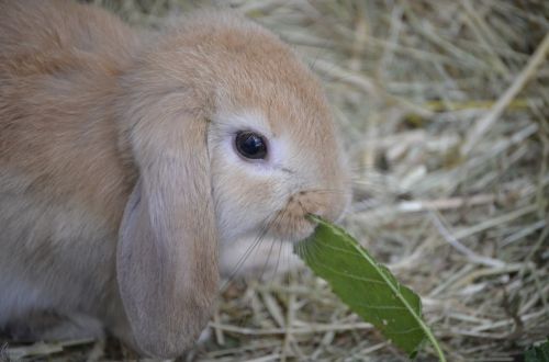 Dwarf Hare, Ruda, Floppy Auskaras, Maistas