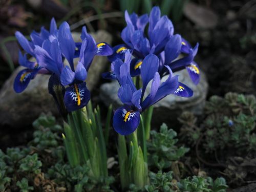 Dwarf Iris,  Violetinė,  Gėlė,  Uždaryti,  Žiedas,  Žydėti,  Augalas,  Be Honoraro Mokesčio