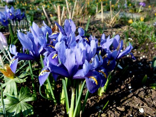 Dwarf Iris, Mėlynas, Gėlės, Pavasaris