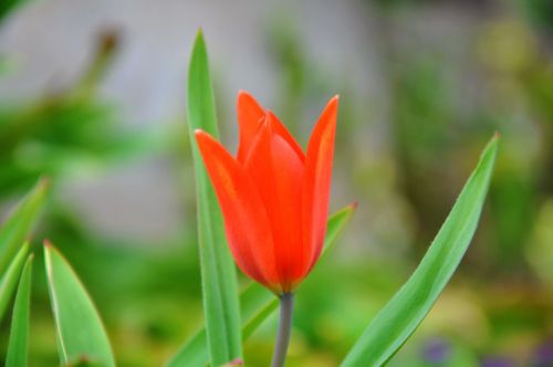 Nykštukas Tulpė, Gėlė, Pavasaris
