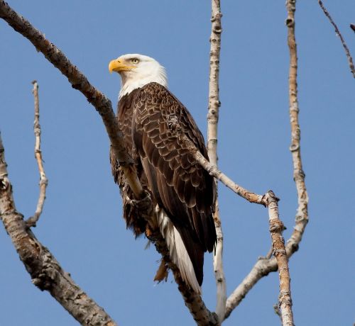 Erelis, Paukštis, Simbolis, Gyvūnas, Plunksna, Nuplikęs, Gamta, Plėšrūnas, Raptoras, Kepsnys, Amerikietis, Paukštis, Snapas, Laukinė Gamta, Lauke