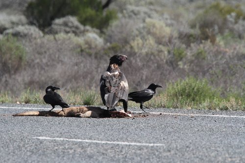 Eagle,  Wedgetail,  Paukštis