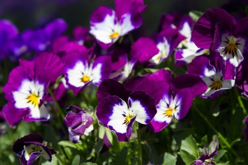 Ankstyvas Bloomer, Violetinės Baltos Voverės, Violetinė, Balta, Gėlė, Pavasaris, Pansy, Flora, Gamta