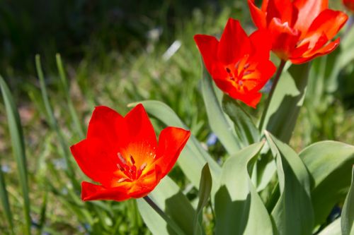 Ankstyvas Bloomer, Raudona Gėlė, Pavasaris, Tulpė, Augalas, Gamta, Sodas, Pavasario Gėlės