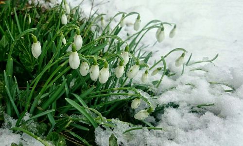 Ankstyvas Pavasaris, Sniegas, Sniego Žiedai, Palaidotas, Gėlės, Drėgnas Sniegas