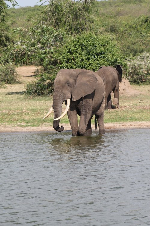 Rytų Afrikos,  Safari,  Kenija,  Dramblys