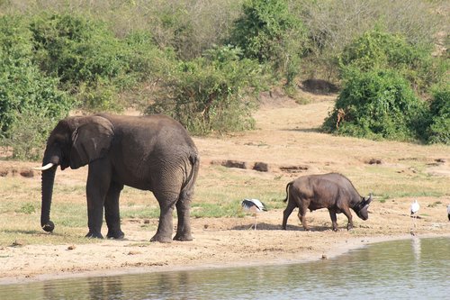 Rytų Afrikos,  Kenija,  Safari,  Dramblys